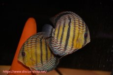 画像1: 【ワイルドディスカス】【通販】【紅赤必至の産地】ラーゴイナヌ　タイプレッドエディ【個体ペア販売】15-16ｃｍ（生体）ラーゴイナヌ産 (1)