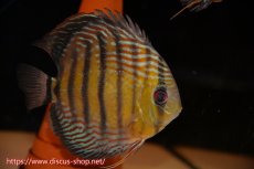 画像2: 【ワイルドディスカス】【通販】【紅赤必至の産地】ラーゴイナヌ　タイプレッドエディ【個体ペア販売】15-16ｃｍ（生体）ラーゴイナヌ産 (2)