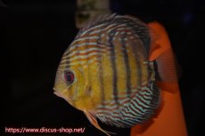 画像3: 【ワイルドディスカス】【通販】【紅赤必至の産地】ラーゴイナヌ　タイプレッドエディ【個体ペア販売】15-16ｃｍ（生体）ラーゴイナヌ産 (3)