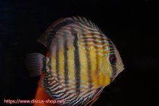 画像4: 【ワイルドディスカス】【通販】【紅赤必至の産地】ラーゴイナヌ　タイプレッドエディ【個体ペア販売】15-16ｃｍ（生体）ラーゴイナヌ産 (4)