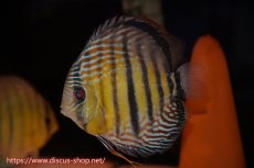 画像5: 【ワイルドディスカス】【通販】【紅赤必至の産地】ラーゴイナヌ　タイプレッドエディ【個体ペア販売】15-16ｃｍ（生体）ラーゴイナヌ産 (5)