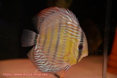 画像2: 【ワイルドディスカス】【通販】【紅赤必至の産地】ラーゴイナヌ タイプレッドエディ♂ レッドデヴィル♀【個体ペア販売】15-16ｃｍ（生体）ラーゴイナヌ産 (2)