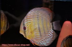 画像3: 【ワイルドディスカス】【通販】【紅赤必至の産地】ラーゴイナヌ タイプレッドエディ♂ レッドデヴィル♀【個体ペア販売】15-16ｃｍ（生体）ラーゴイナヌ産 (3)