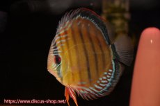 画像4: 【ワイルドディスカス】【通販】【紅赤必至の産地】ラーゴイナヌ タイプレッドエディ♂ レッドデヴィル♀【個体ペア販売】15-16ｃｍ（生体）ラーゴイナヌ産 (4)