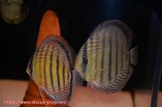 画像1: 【ワイルドディスカス】【通販】【紅赤必至の産地】ラーゴイナヌ　タイプレッドエディ【個体ペア販売】15-16ｃｍ（生体）ラーゴイナヌ産 (1)