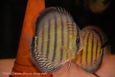 画像2: 【ワイルドディスカス】【通販】【紅赤必至の産地】ラーゴイナヌ　タイプレッドエディ【個体ペア販売】15-16ｃｍ（生体）ラーゴイナヌ産 (2)