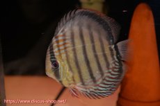 画像3: 【ワイルドディスカス】【通販】【紅赤必至の産地】ラーゴイナヌ　タイプレッドエディ【個体ペア販売】15-16ｃｍ（生体）ラーゴイナヌ産 (3)