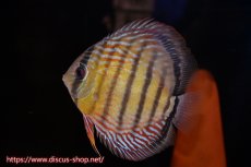 画像4: 【ワイルドディスカス】【通販】【紅赤必至の産地】ラーゴイナヌ　タイプレッドエディ【個体ペア販売】15-16ｃｍ（生体）ラーゴイナヌ産 (4)
