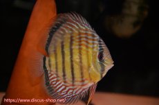 画像5: 【ワイルドディスカス】【通販】【紅赤必至の産地】ラーゴイナヌ　タイプレッドエディ【個体ペア販売】15-16ｃｍ（生体）ラーゴイナヌ産 (5)