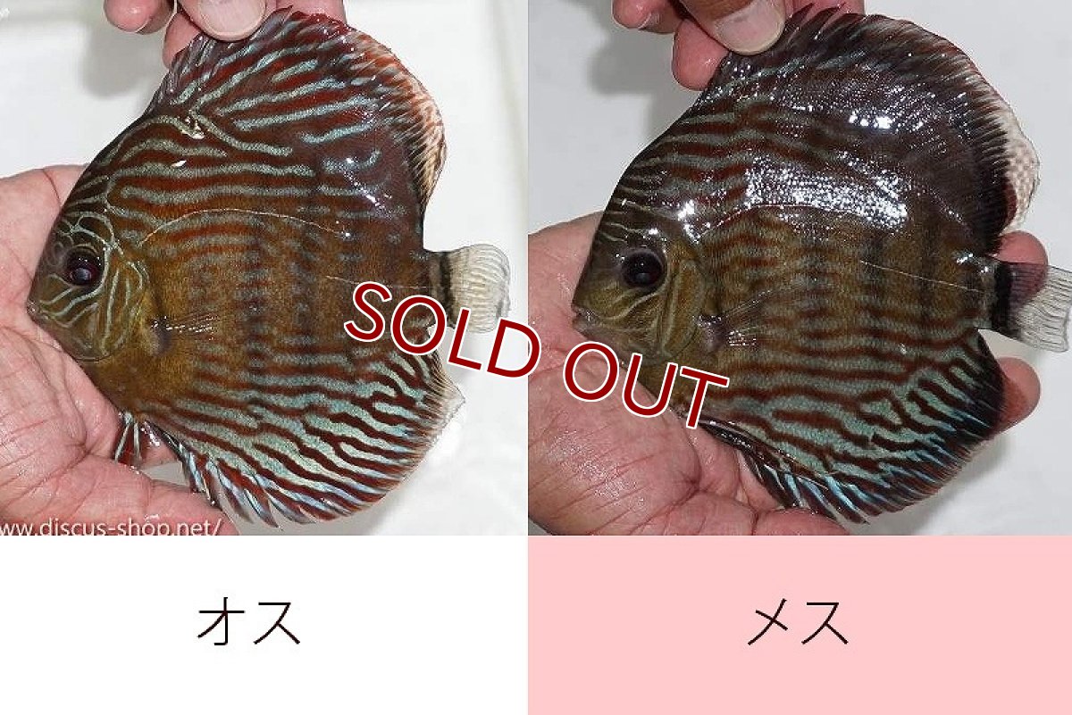 画像1: 【ワイルドディスカス】【通販】ラーゴイナヌタイプロイヤルレッドエディ（♀左腹びれやや難あり）【個体ペア販売】15-16cm（生体）ラーゴイナヌ産 (1)