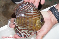 画像4: 【ワイルドディスカス】【通販】ラーゴイナヌタイプロイヤルレッドエディ（♀左腹びれやや難あり）【個体ペア販売】15-16cm（生体）ラーゴイナヌ産 (4)