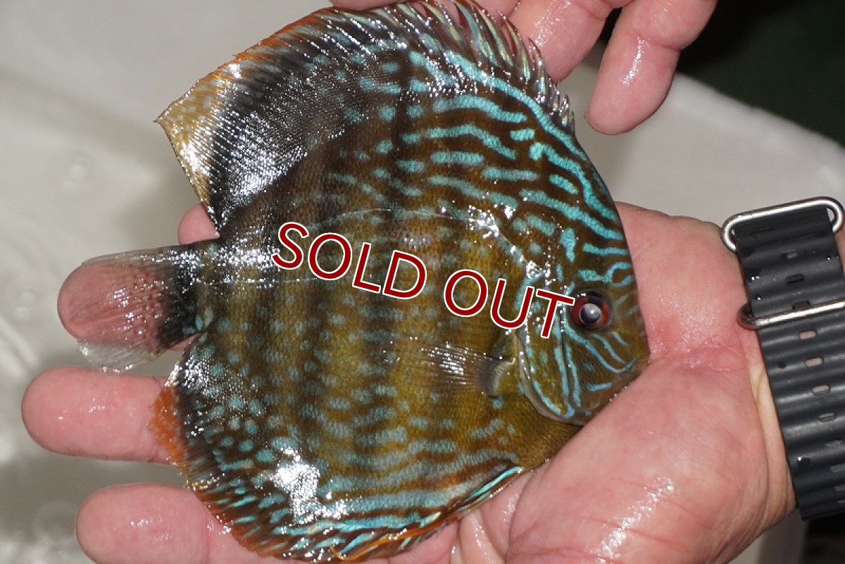 画像2: 【ワイルドディスカス】【通販】【３年ぶりの入荷】ヤムンダパールロイヤル【個体販売】14-16cm（生体）ヤムンダ産 (2)