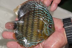 画像3: 【ワイルドディスカス】【通販】【３年ぶりの入荷】ヤムンダパールロイヤル【個体販売】14-16cm（生体）ヤムンダ産 (3)