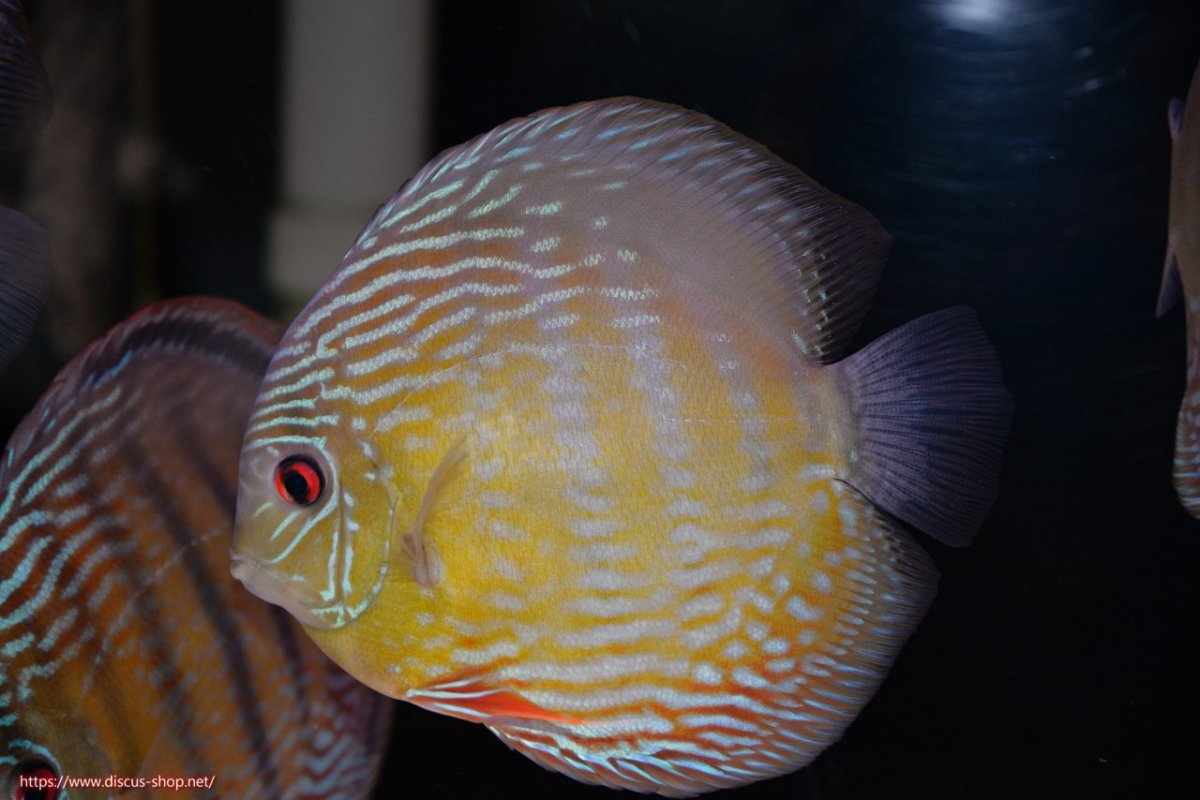 画像1: 【決算セール対象個体】【ワイルドディスカス】【通販】【３年ぶりの入荷】ヤムンダパールロイヤル【個体販売】14-16cm（生体）ヤムンダ産 (1)