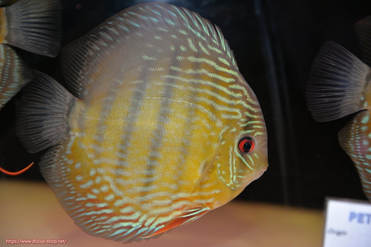 画像2: 【決算セール対象個体】【ワイルドディスカス】【通販】【３年ぶりの入荷】ヤムンダパールロイヤル【個体販売】14-16cm（生体）ヤムンダ産 (2)