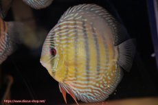 画像3: 【決算セール対象個体】【ワイルドディスカス】【通販】【３年ぶりの入荷】ヤムンダパールロイヤル【個体販売】14-16cm（生体）ヤムンダ産 (3)