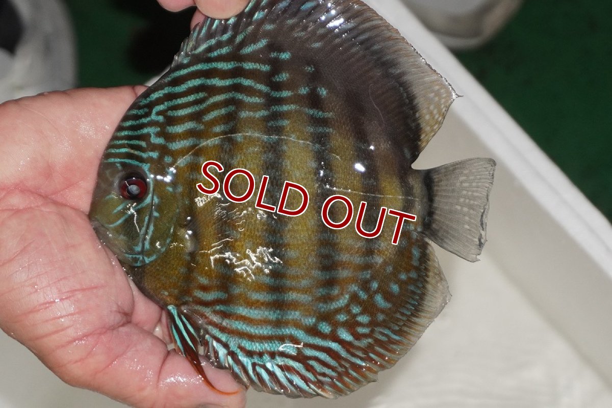 画像5: 【ワイルドディスカス】【通販】【３年ぶりの入荷】ヤムンダパールロイヤル【個体販売】14-16cm（生体）ヤムンダ産 (5)