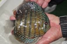 画像5: 【決算セール対象個体】【ワイルドディスカス】【通販】【３年ぶりの入荷】ヤムンダパールロイヤル【個体販売】14-16cm（生体）ヤムンダ産 (5)