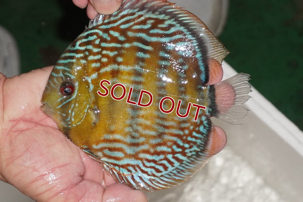 画像1: 【ワイルドディスカス】【通販】【３年ぶりの入荷】ヤムンダパールロイヤル【個体販売】14-16cm（生体）ヤムンダ産 (1)