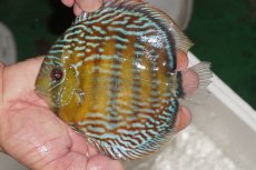 画像1: 【ワイルドディスカス】【通販】【３年ぶりの入荷】ヤムンダパールロイヤル【個体販売】14-16cm（生体）ヤムンダ産 (1)