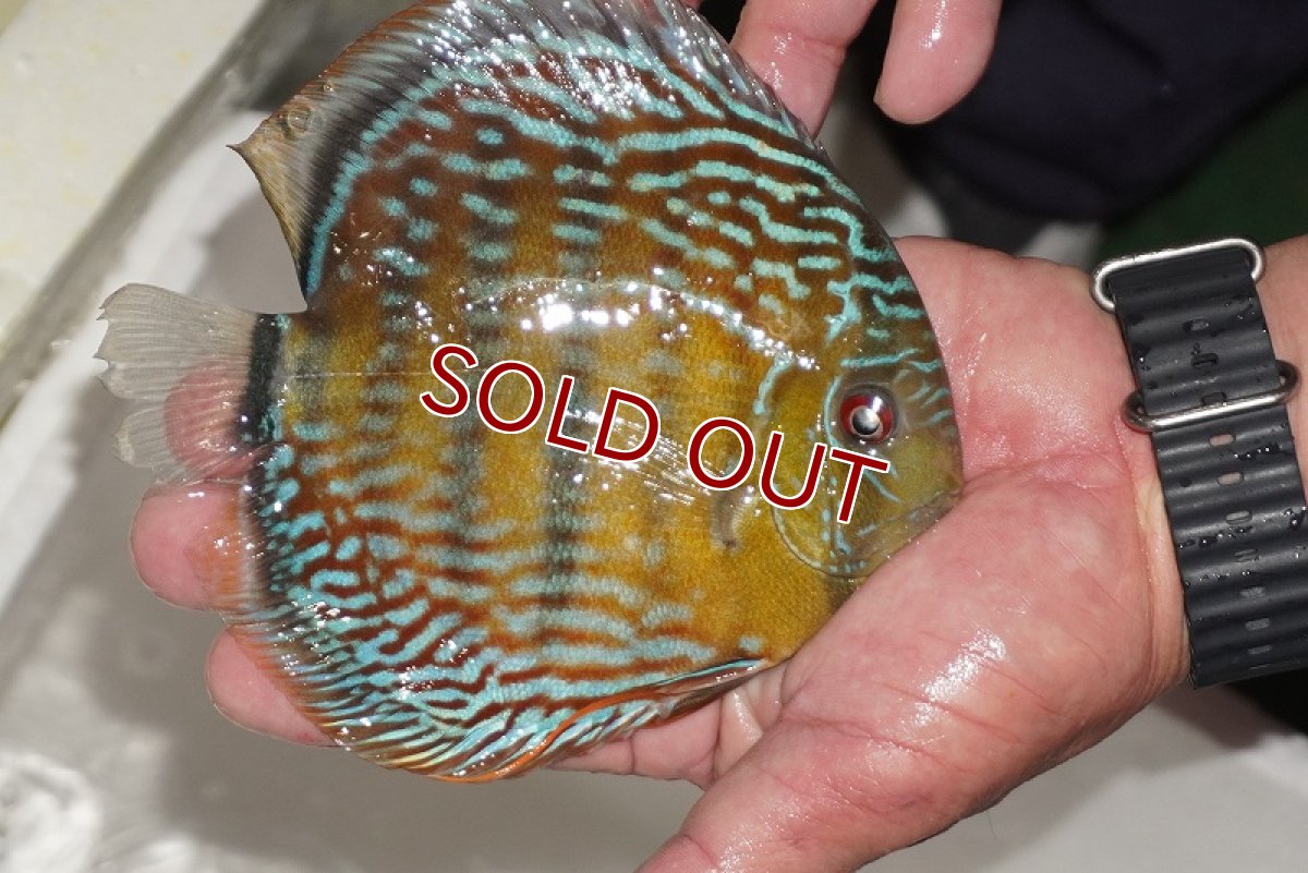 画像2: 【ワイルドディスカス】【通販】【３年ぶりの入荷】ヤムンダパールロイヤル【個体販売】14-16cm（生体）ヤムンダ産 (2)