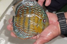 画像3: 【ワイルドディスカス】【通販】【３年ぶりの入荷】ヤムンダパールロイヤル【個体販売】14-16cm（生体）ヤムンダ産 (3)