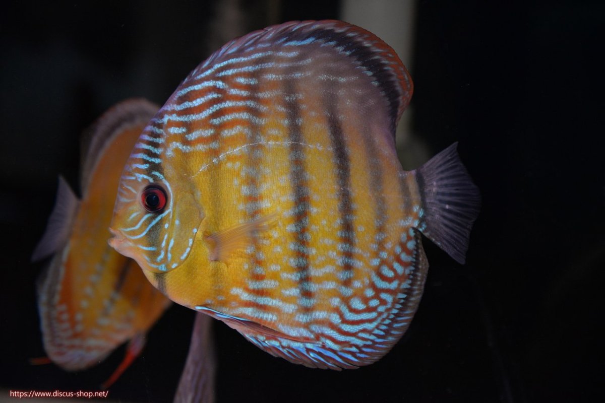 画像1: 【決算セール対象個体】【ワイルドディスカス】【通販】【３年ぶりの入荷】ヤムンダパールロイヤル【個体販売】14-16cm（生体）ヤムンダ産 (1)