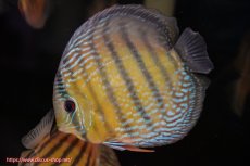 画像3: 【決算セール対象個体】【ワイルドディスカス】【通販】【３年ぶりの入荷】ヤムンダパールロイヤル【個体販売】14-16cm（生体）ヤムンダ産 (3)