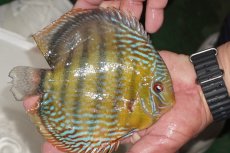 画像5: 【決算セール対象個体】【ワイルドディスカス】【通販】【３年ぶりの入荷】ヤムンダパールロイヤル【個体販売】14-16cm（生体）ヤムンダ産 (5)