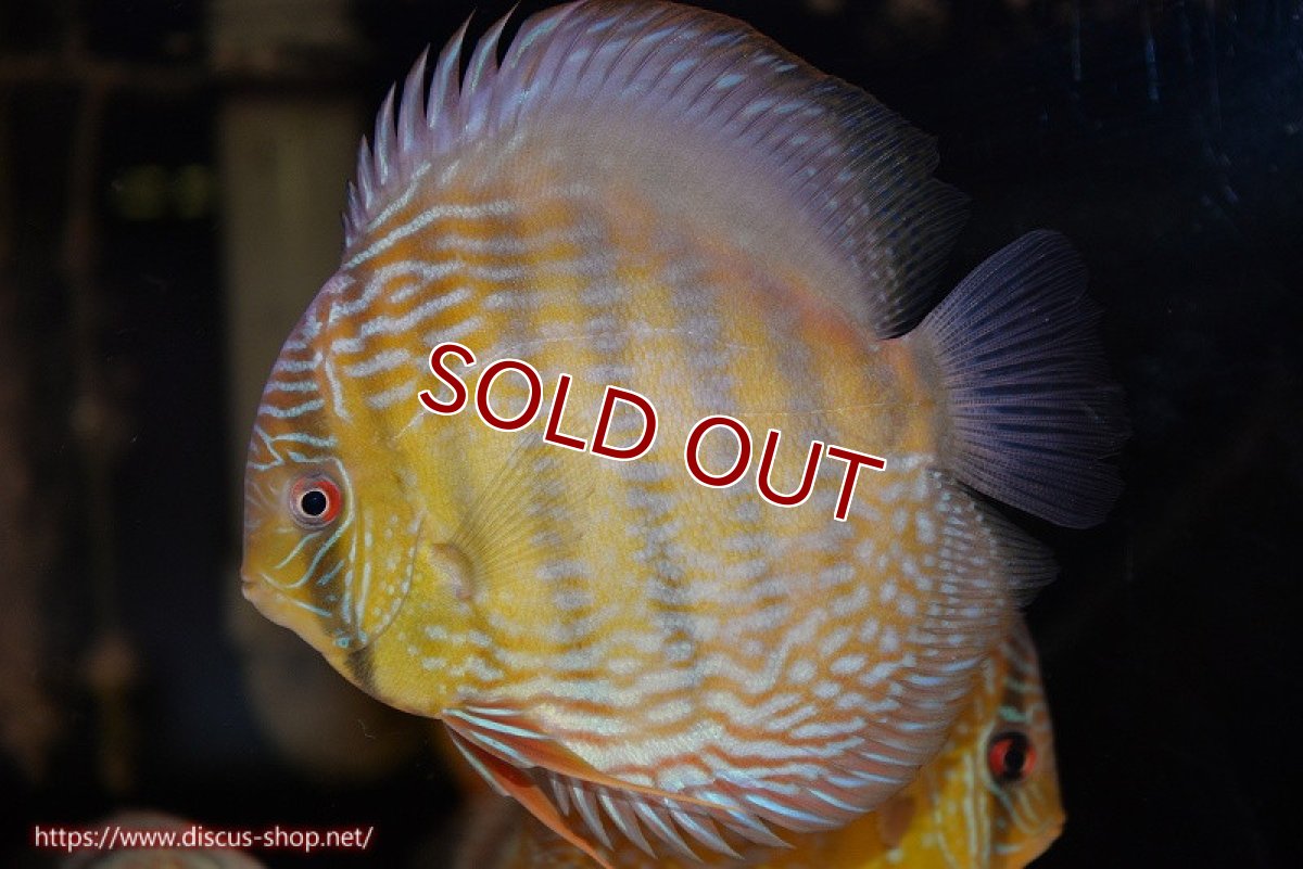 画像1: 【ワイルドディスカス】【通販】【３年ぶりの入荷】ヤムンダパールロイヤル【個体販売】14-16cm（生体）ヤムンダ産 (1)