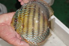 画像1: 【ワイルドディスカス】【通販】【３年ぶりの入荷】ヤムンダパールロイヤル【個体販売】14-16cm（生体）ヤムンダ産 (1)