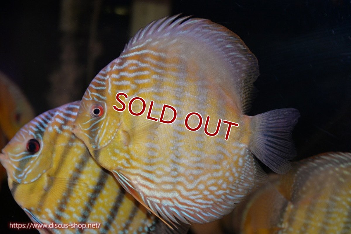 画像2: 【ワイルドディスカス】【通販】【３年ぶりの入荷】ヤムンダパールロイヤル【個体販売】14-16cm（生体）ヤムンダ産 (2)