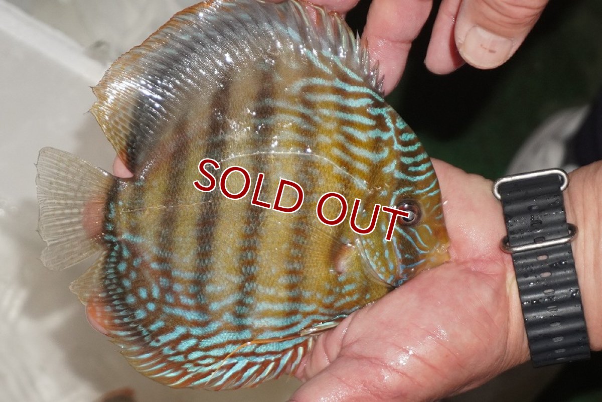 画像4: 【ワイルドディスカス】【通販】【３年ぶりの入荷】ヤムンダパールロイヤル【個体販売】14-16cm（生体）ヤムンダ産 (4)