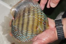 画像4: 【ワイルドディスカス】【通販】【３年ぶりの入荷】ヤムンダパールロイヤル【個体販売】14-16cm（生体）ヤムンダ産 (4)