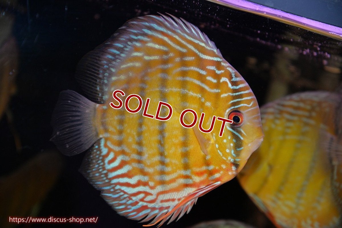 画像1: 【ワイルドディスカス】【通販】【３年ぶりの入荷】ヤムンダパールロイヤル【個体販売】14-16cm（生体）ヤムンダ産 (1)