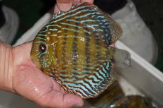 画像1: 【ワイルドディスカス】【通販】【３年ぶりの入荷】ヤムンダパールロイヤル【個体販売】14-16cm（生体）ヤムンダ産 (1)