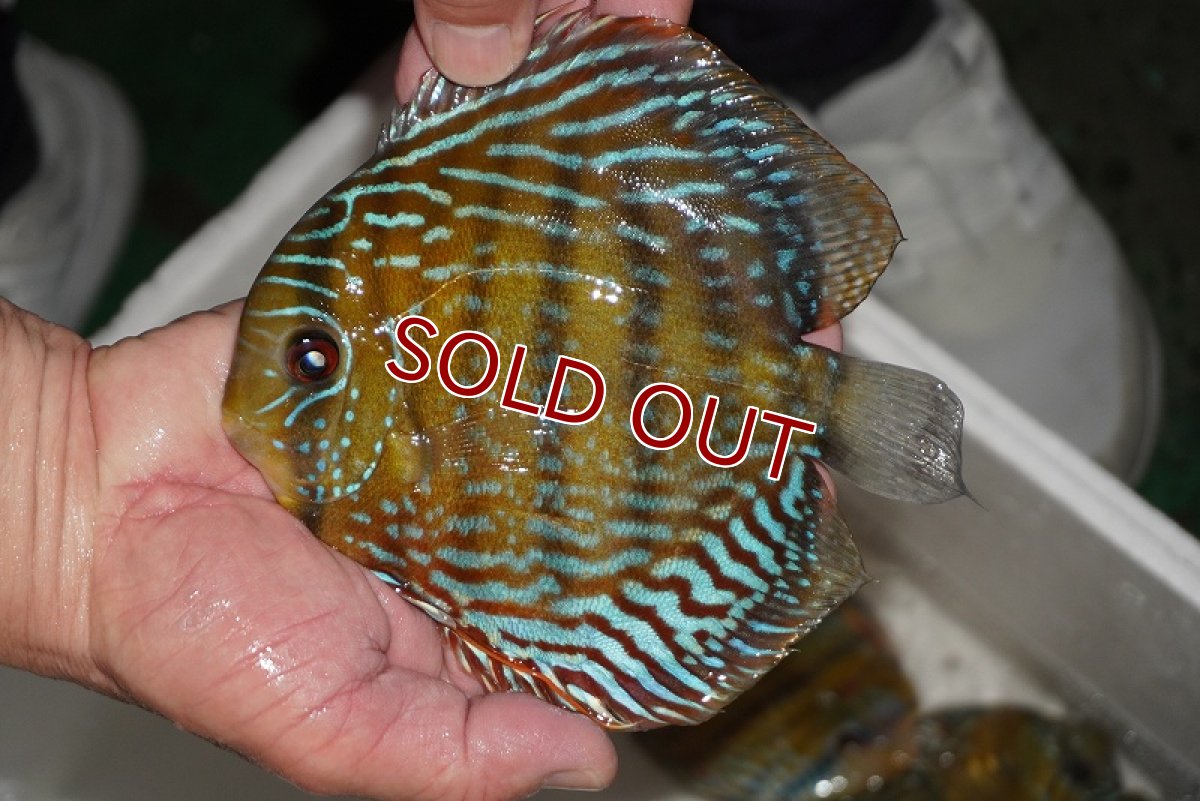 画像2: 【ワイルドディスカス】【通販】【３年ぶりの入荷】ヤムンダパールロイヤル【個体販売】14-16cm（生体）ヤムンダ産 (2)