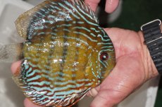 画像2: 【ワイルドディスカス】【通販】【３年ぶりの入荷】ヤムンダパールロイヤル【個体販売】14-16cm（生体）ヤムンダ産 (2)