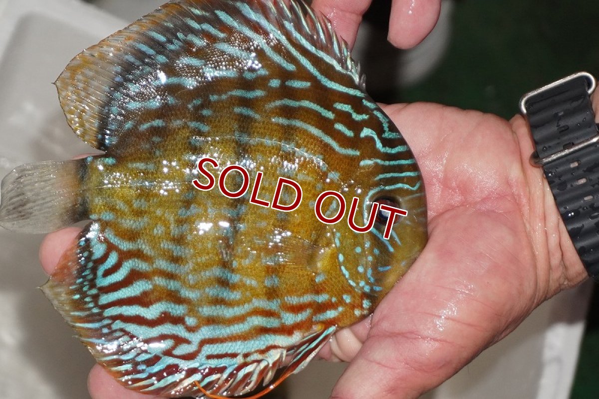 画像3: 【ワイルドディスカス】【通販】【３年ぶりの入荷】ヤムンダパールロイヤル【個体販売】14-16cm（生体）ヤムンダ産 (3)