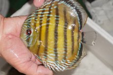 画像4: 【決算セール対象個体】【ワイルドディスカス】【通販】【３年ぶりの入荷】ヤムンダパールロイヤル【個体販売】14-16cm（生体）ヤムンダ産 (4)