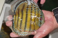 画像5: 【決算セール対象個体】【ワイルドディスカス】【通販】【３年ぶりの入荷】ヤムンダパールロイヤル【個体販売】14-16cm（生体）ヤムンダ産 (5)