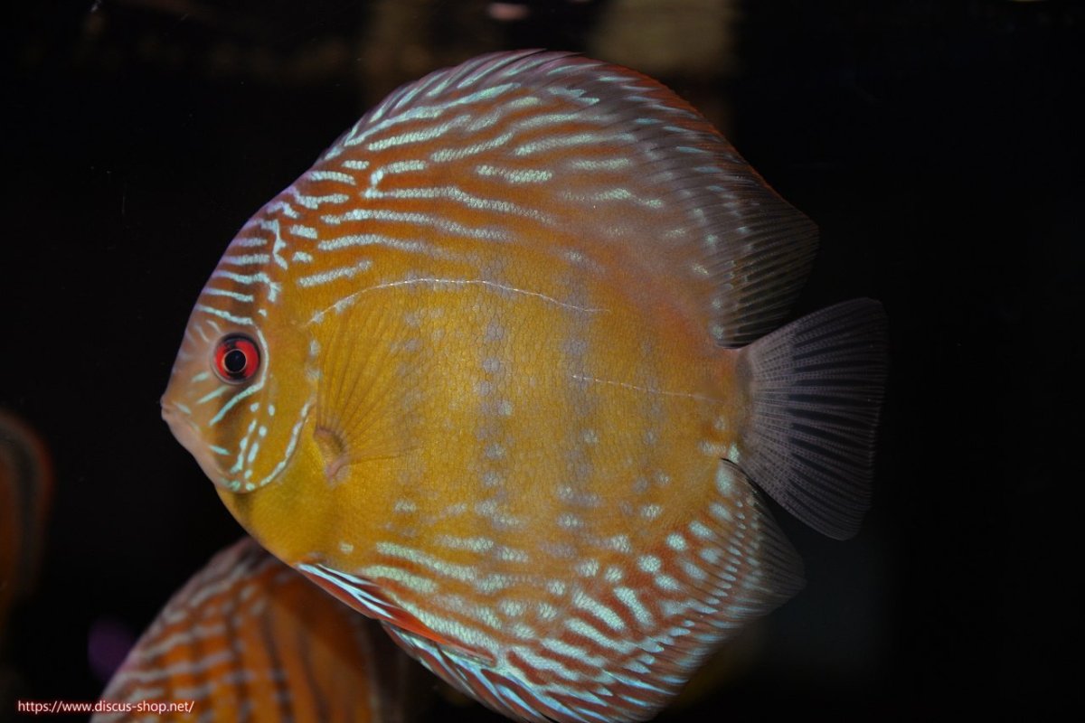 画像1: 【決算セール対象個体】【ワイルドディスカス】【通販】【３年ぶりの入荷】ヤムンダパールロイヤル【個体販売】14-16cm（生体）ヤムンダ産 (1)