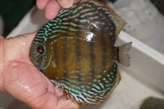 画像1: 【ワイルドディスカス】【通販】【３年ぶりの入荷】ヤムンダパールロイヤル【個体販売】14-16cm（生体）ヤムンダ産 (1)