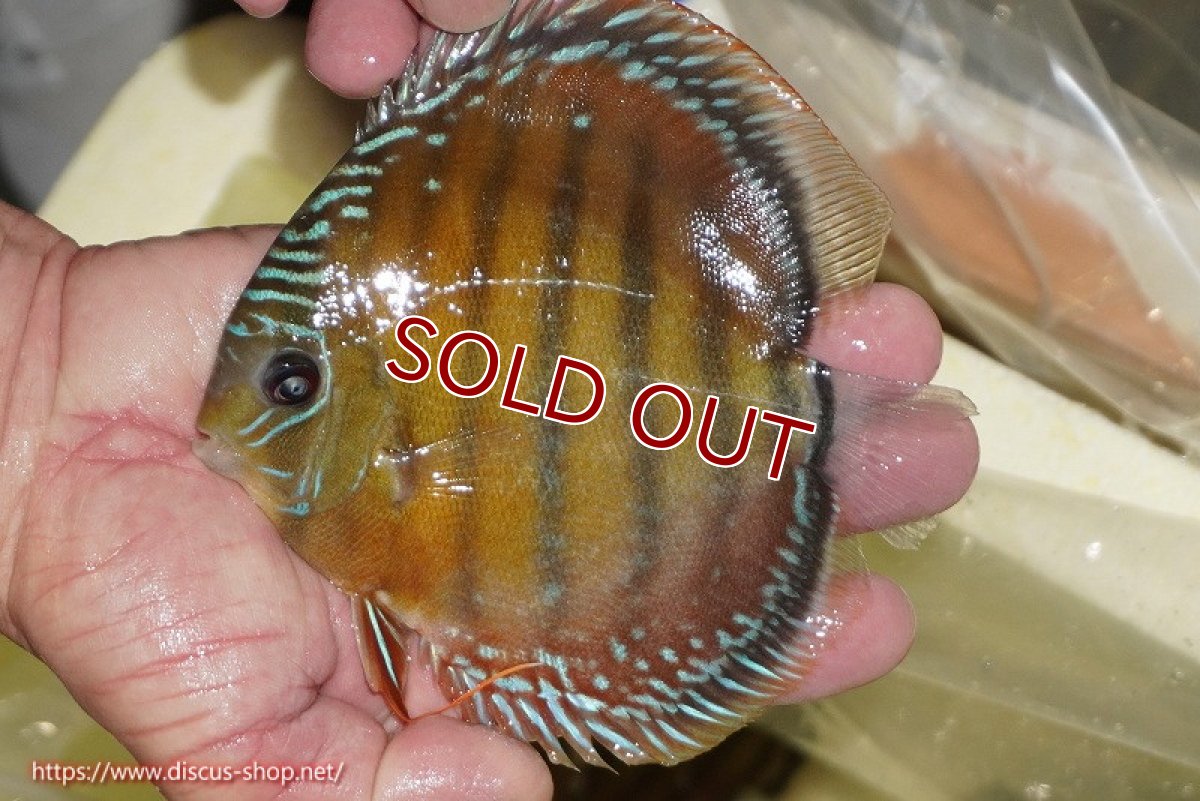 画像1: 【ワイルドディスカス】【通販】【３年ぶりの入荷】ヤムンダローズレッド【個体販売】14-15cm（生体）ヤムンダ産 (1)