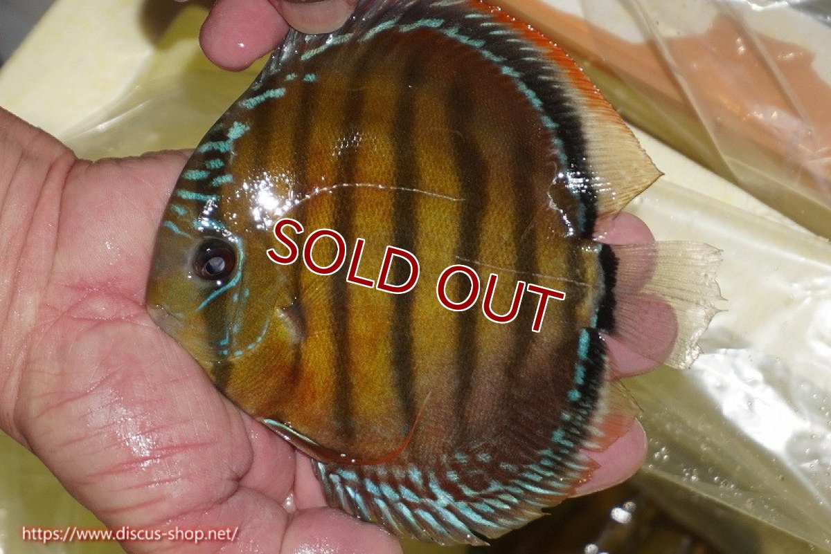 画像1: 【ワイルドディスカス】【通販】【３年ぶりの入荷】ヤムンダローズレッド【個体販売】14-15cm（生体）ヤムンダ産 (1)