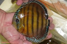 画像1: 【ワイルドディスカス】【通販】【３年ぶりの入荷】ヤムンダローズレッド【個体販売】14-15cm（生体）ヤムンダ産 (1)