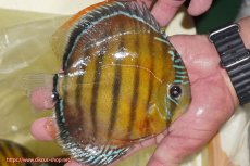 画像2: 【ワイルドディスカス】【通販】【３年ぶりの入荷】ヤムンダローズレッド【個体販売】14-15cm（生体）ヤムンダ産 (2)