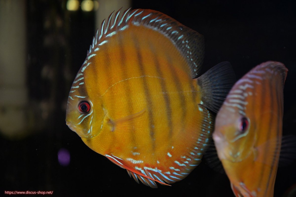 画像1: 【決算セール対象個体】【ワイルドディスカス】【通販】【３年ぶりの入荷】ヤムンダローズレッド【個体販売】14-15cm（生体）ヤムンダ産 (1)