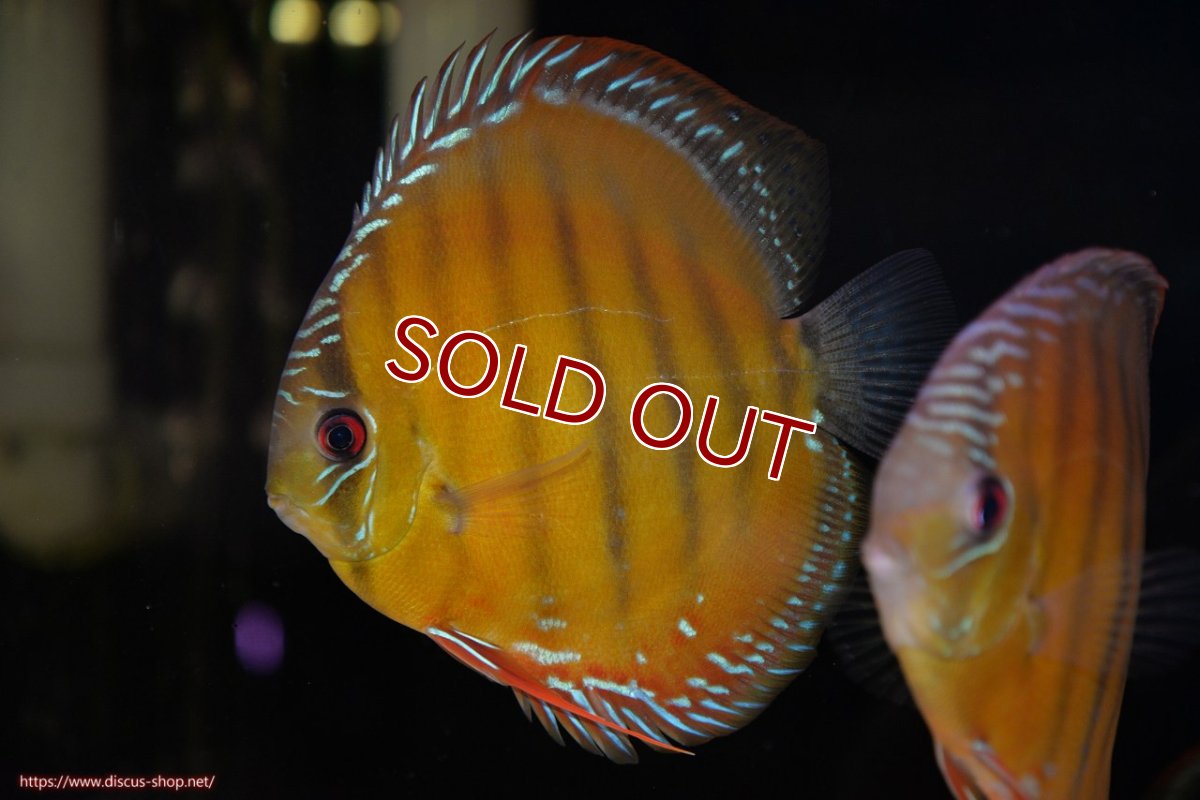 画像1: 【30周年記念セール対象個体】【ワイルドディスカス】【通販】【３年ぶりの入荷】ヤムンダローズレッド【個体販売】14-15cm（生体）ヤムンダ産 (1)