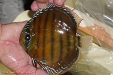 画像1: 【ワイルドディスカス】【通販】【３年ぶりの入荷】ヤムンダローズレッド【個体販売】14-15cm（生体）ヤムンダ産 (1)